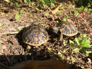 Griechische Landschildkröten NZ 2025 Bild 2