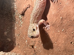 Leopard Geckos suchen ein neues zuhause 