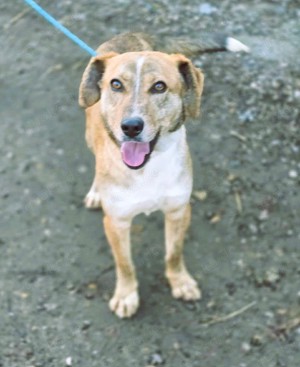 PINO - durch und durch ein hübsches Kerlchen  Bild 2