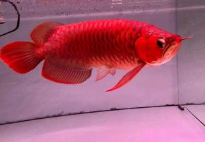 Premium High Goldred Arowana Fisch