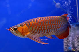 Arwana-Fische