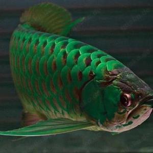 Rote Arowana-Fische der Güteklasse und viele andere verfügbar