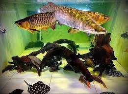 Arowana-Fische und viele andere erhältlich