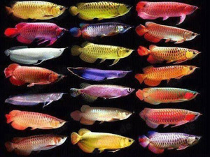 Superroter Arowana-Fisch