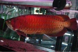 Superroter und goldener asiatischer Arowana