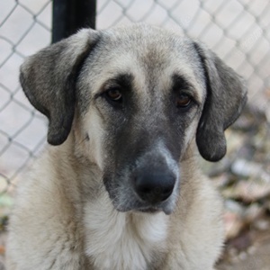Little Pumpkin, geb. ca. 11 2021, lebt in GRIECHENLAND, im städt. Tierheim Serres