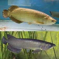 Süßwasserfische