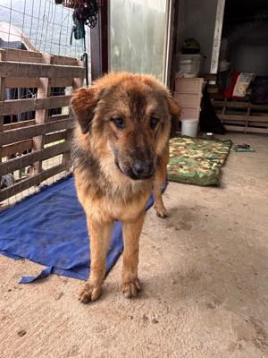 Janis ein fröhlicher Rüde