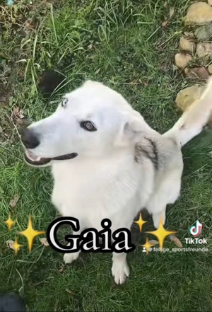 Siberian Husky mix Schäferhund Mischling Wurf Junghund Hündin