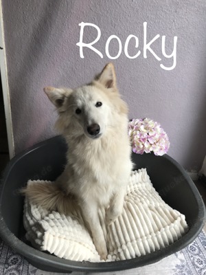 Schäferhund Mix Siberian Husky Mix Junghund Rüde mit kastrationschip