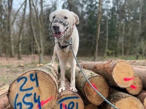 Whity sucht herdenschutzerfahrenes Zuhause  Bild 4