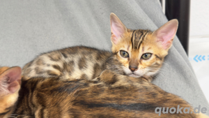 Bengalkatze Katzen & Katzenbabys in Düren kaufen, verkaufen & zu
