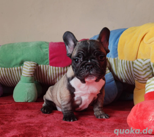 Französische Bulldogge