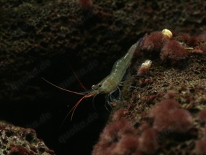 Caridina caerulea - Blaufußgarnele - Sulawesi Garnelen - Aquarium 