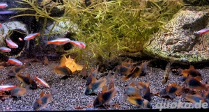 Venezuela Panzerwels Osteogaster venezuelanus  Bild 2