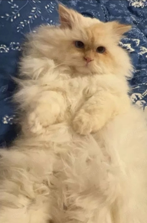 Heilige Birma Perser exklusive Mix Katerchen 10 Monate
