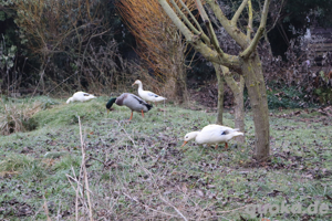 Enten abzugeben Bild 4