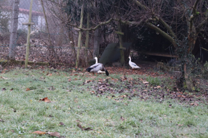 Enten abzugeben Bild 2