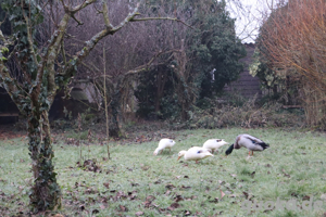 Enten abzugeben Bild 3