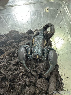 Schwarzer Riesenskorpion