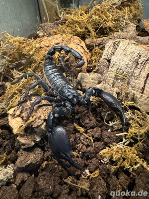 Schwarzer Riesenskorpion Bild 2