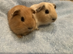 Linus und Findus 2 Meerschweinchen-Jungs in liebe Hände abzugeben.