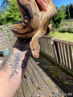 Königspython  Bild 3