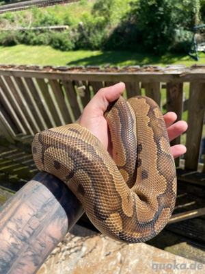 Königspython  Bild 2