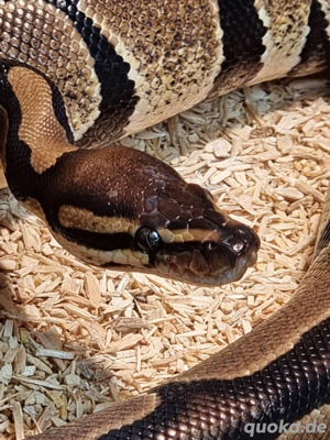 Königspython  Bild 5