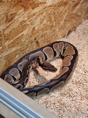 Königspython  Bild 4