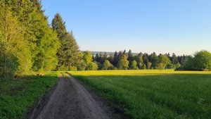 Ich suche Männer , Frauen und Pasre die sich gerne Nackt in der Natur aufhalten  Bild 4