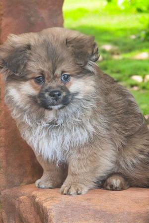 Shiranian shih tzu pomeranian Welpen 
