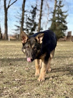 Deutscher Schäferhund