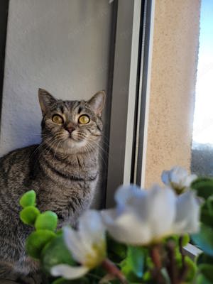 Bkh Katze nicht kastriert