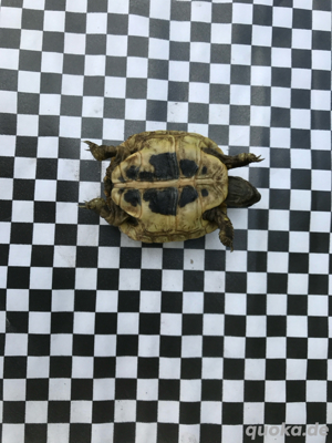 Grichische Landschildkröten - image 2