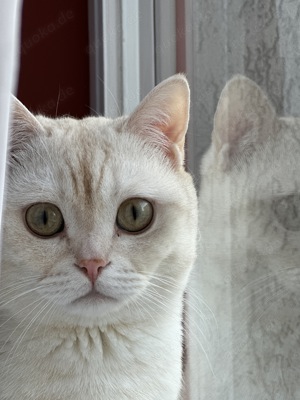 Pars bietet sich als Deckkater