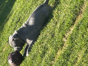 American Bully Pocket( Welpe )