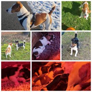 7 Jack-Russell Welpen
