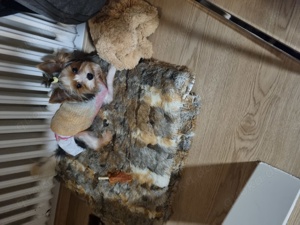Yorkshire Terrier 3 farbig 