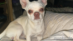 Chihuahua als Deckrüde 