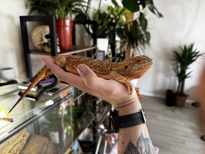 Bartagame mir Terrarium und Zubehör 