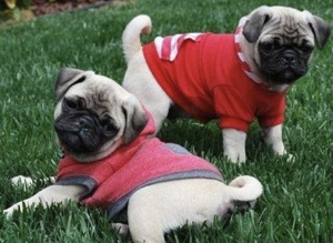 Mops Welpen für ein Haustier liebevolles zuhause