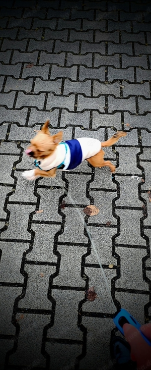 Erfahrener Yorkshire Terrier Deckrüde 