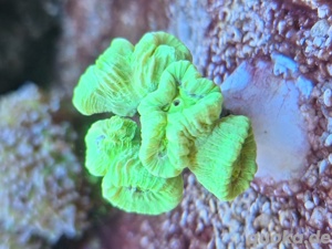 Meerwasser Korallenableger
