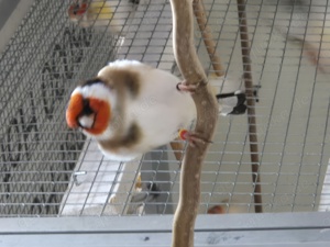 Stieglitz Major Mutation