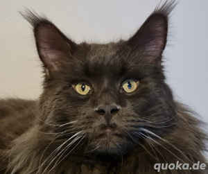 Kein Verkauf: Reinrassiger Maine Coon Deckkater mit Stammbaum