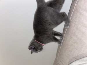 BKH wunderschöne Katze