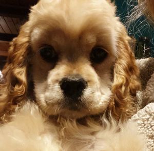 Wunderschone American Cocker Spaniel Hundin