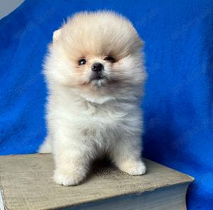 Super süße Pomeranian Zwergspitz Welpen 