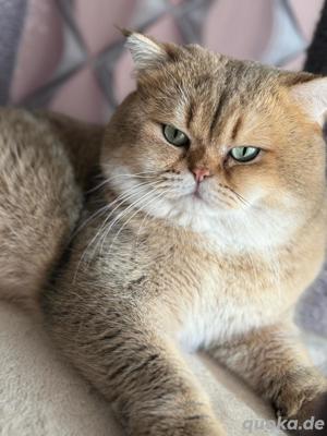 deckater in Black-Gold Bild 2